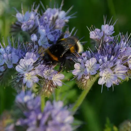 Het Achterhoeks Voorrecht