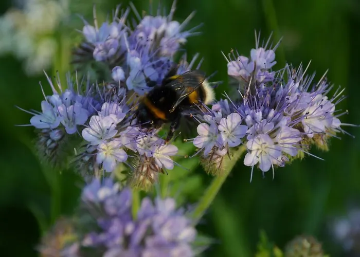 Het Achterhoeks Voorrecht